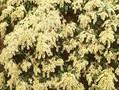 Pieris japonica White Cascade Image 1