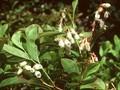 Pieris mariana Image 1