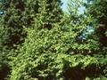Pinus abies Image 1