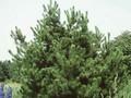 Pinus contorta Image 1