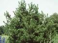 Pinus inops Image 1