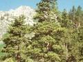 Pinus jeffreyi Image 1