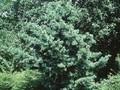 Pinus parviflora Gimborn s Ideal Image 1