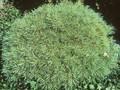 Pinus strobus Macopin Image 1