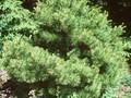 Pinus strobus Nana Image 1