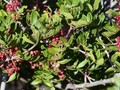 Pistacia lentiscus Image 1