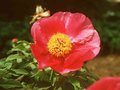 Paeonia Image 1