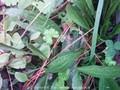Plantago lanceolata Image 1