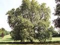 Platanus acerifolia Image 2