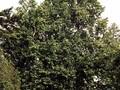 Platanus orientalis Image 1