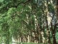 Platanus acerifolia Image 1