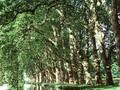 Platanus hispanica Image 1