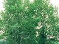 Platanus hispanica Pyramidalis Image 1
