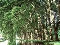 Platanus hybrida Image 1