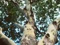 Platanus occidentalis Image 1