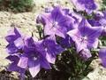 Platycodon grandiflorus Apoyama Image 1