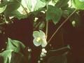Podophyllum peltatum Image 1