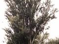 Populus alba Bolleana Image 2