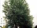 Populus alba Image 1