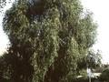 Populus simonii Image 2