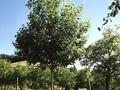 Populus tremula Image 2