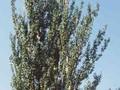 Populus alba Bolleana Image 1