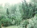 Populus alba Nivea Image 1