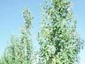 Populus alba Raket Image 1