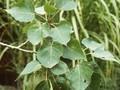 Populus balsamifera Image 1