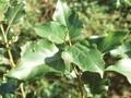 Populus berolinensis Image 1