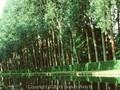 Populus canadensis Image 1