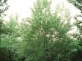 Populus canadensis Robusta Image 1