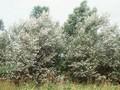 Populus canescens Image 1