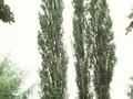 Populus fastigiata Image 1