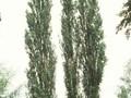 Populus italica Image 1