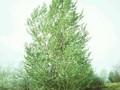 Populus nigra Image 1