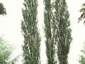 Populus nigra var pyramidalis Image 1