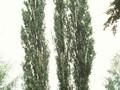 Populus pyramidalis Image 1