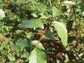 Populus simonii Image 1