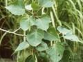 Populus tacamahaca Image 1