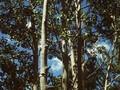 Populus tremula Image 1