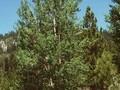 Populus tremuloides Image 1