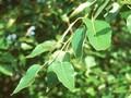 Populus trichocarpa Image 1