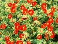 Potentilla insignis Image 1