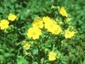 Potentilla recta Warrenii Image 1