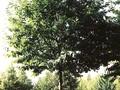 Prunus avium Image 3