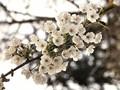 Prunus avium Image 5