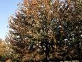 Prunus avium Plena Image 3