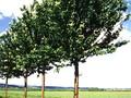 Prunus maackii Image 2