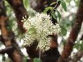 Prunus maackii Image 3